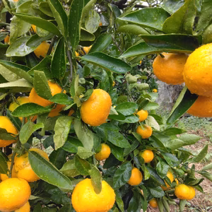 フォロワー限定　静岡県産　人気の極早生みかん　由良早生　大小バラバラ　約4.5㎏