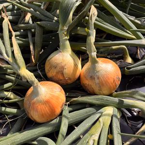 新玉ねぎ　訳あり10キロ