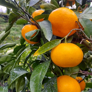 大きなゆらみかん‼️～田口早生～(=^ェ^=)