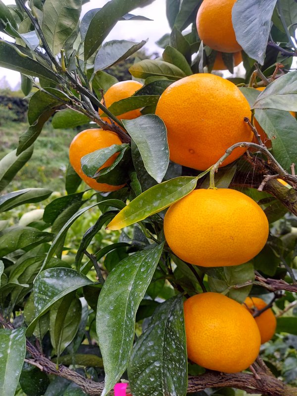大きなゆらみかん‼️～田口早生～(=^ェ^=)