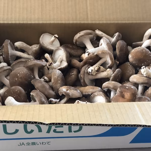 岩手県産　菌床椎茸　しいたけ　大小サイズ　6キロ