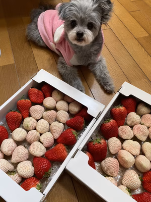 みんなの投稿の画像