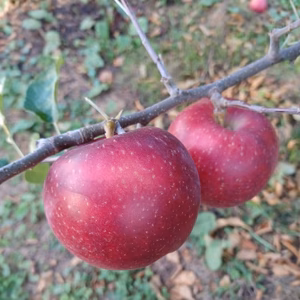 【数量限定】硬い！紅いわて（3キロ）贈答用