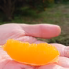 屋久島たんかんローオランジェ10個入～数量限定！