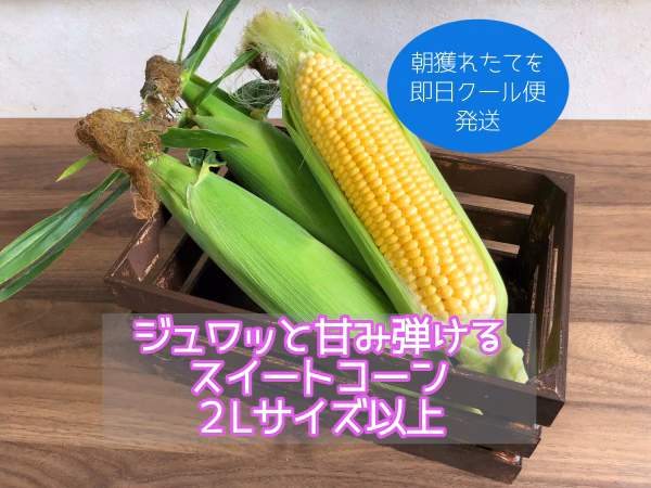 【今が旬！】ジュワッと弾ける　スイートコーン（とうもろこし）