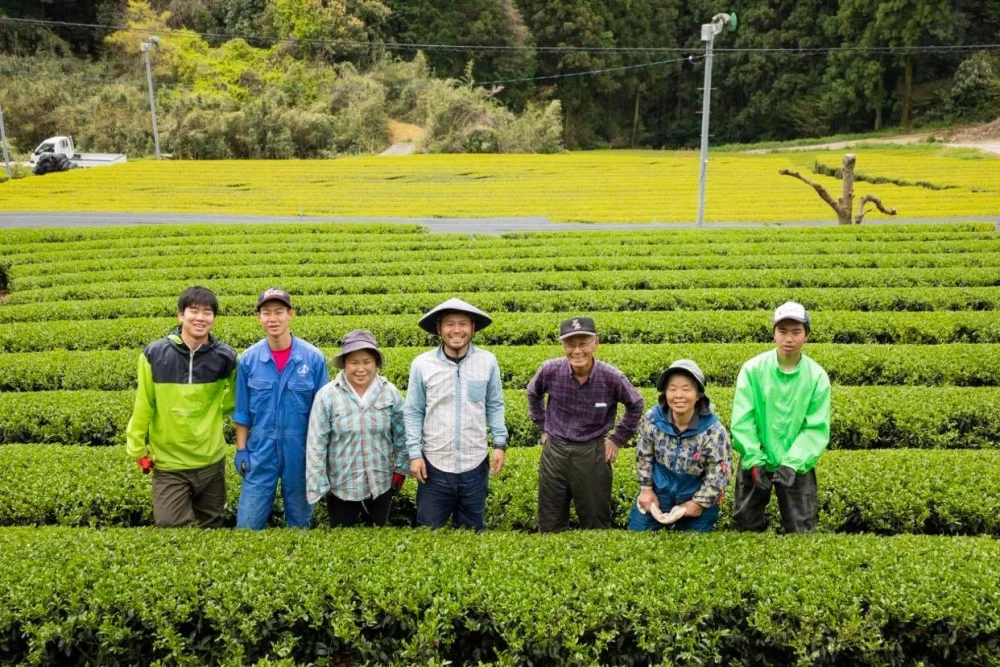令和４年新茶❗️　農薬不使用　そのぎ玉緑茶  100g×2 or 3本 箱入り