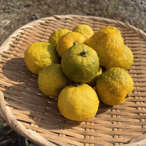 だんだん色付いてきました柚子。自然のままに成ってます。