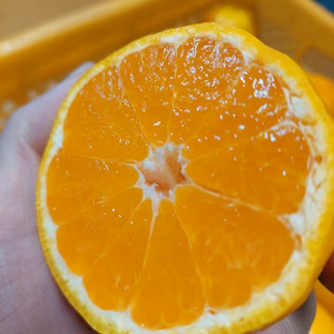 有田みかん【極早生】3.3kg（箱込）