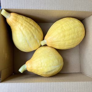 【鹿児島産】甘塩コリンキー箱込み2キロ^_^