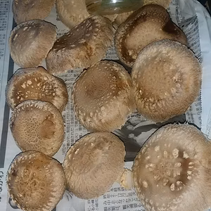 生椎茸大中小   注文受付10日07時迄