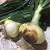 淡路島超極早生玉ねぎ(農薬化学肥料不使用)スーパーアップ