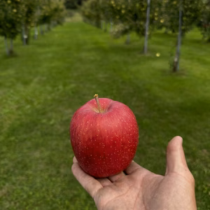 感想聞かせてください。新品種【初恋】