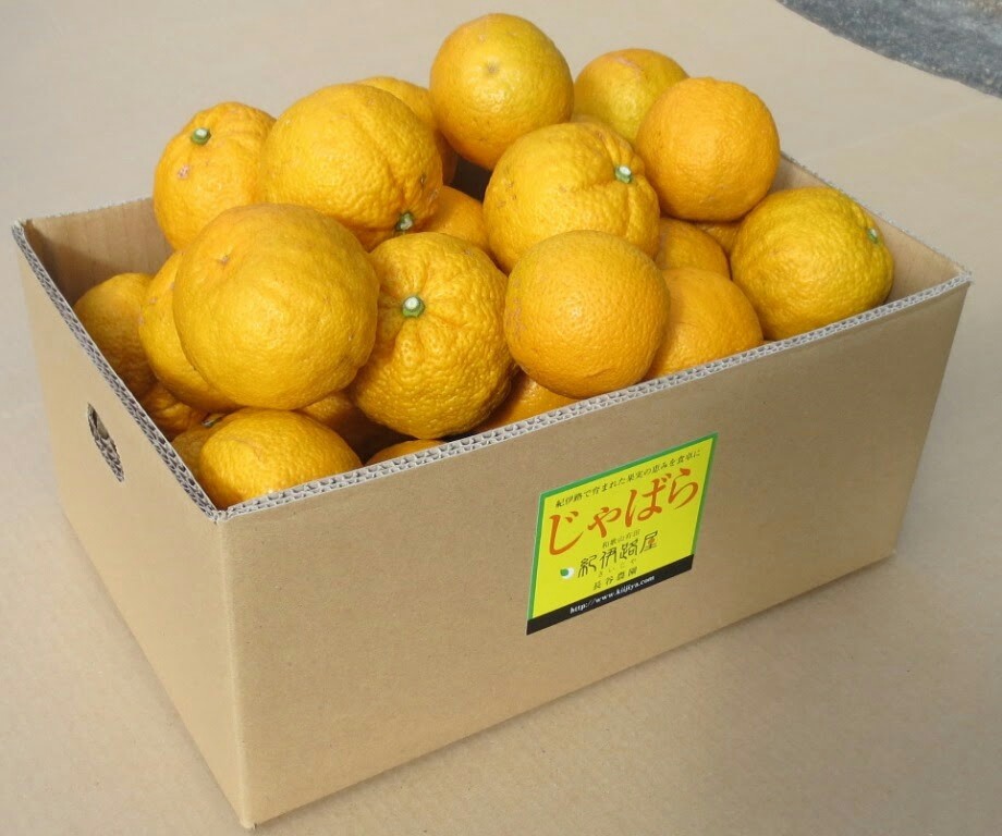 花粉症の方の間で話題の柑橘🍊じゃばらとは？栽培農家さんに聞いてみ