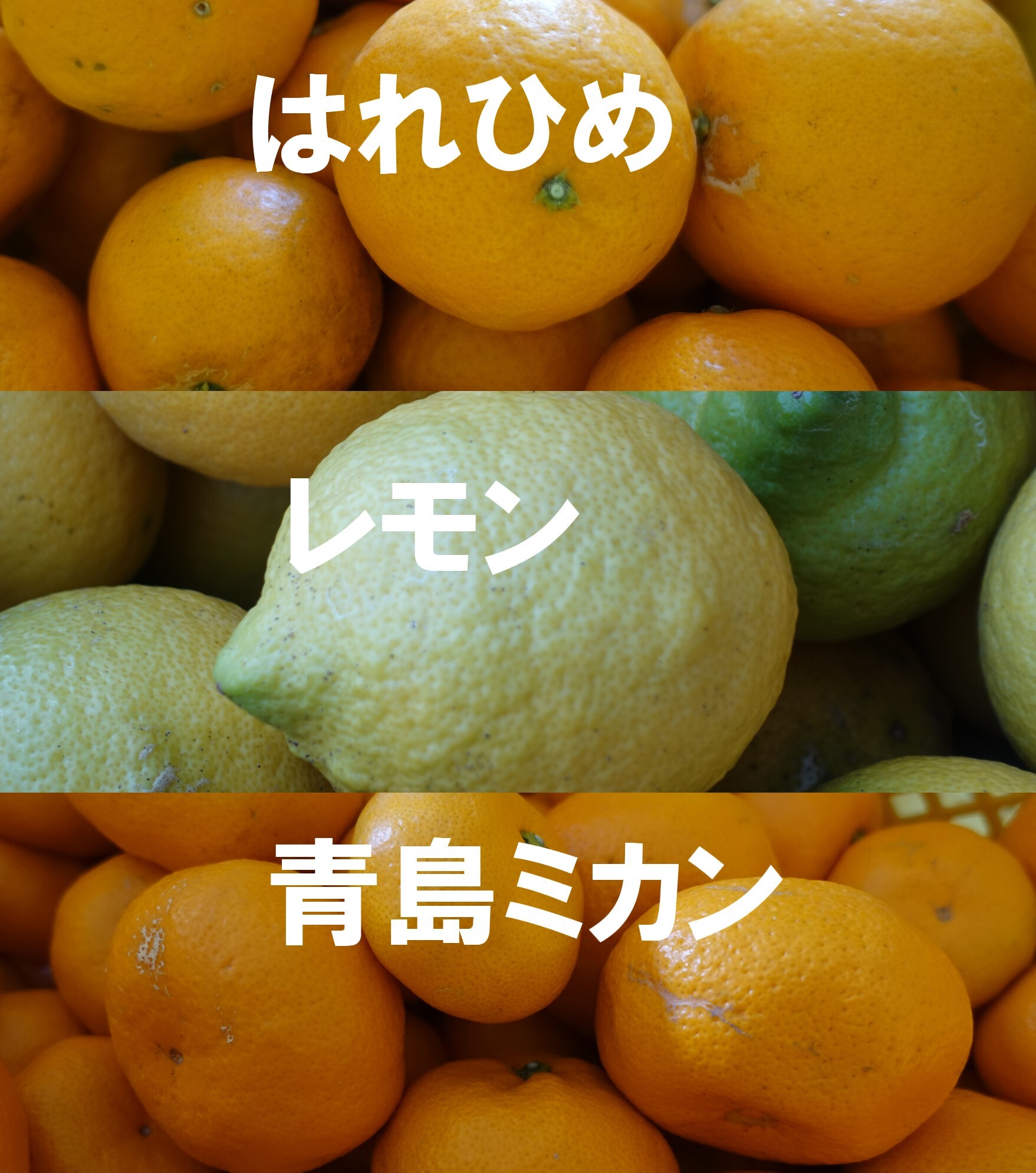 柑橘大好き はれひめ レモン 青島ミカン 家用 のセット 農家漁師から産地直送の通販 ポケットマルシェ