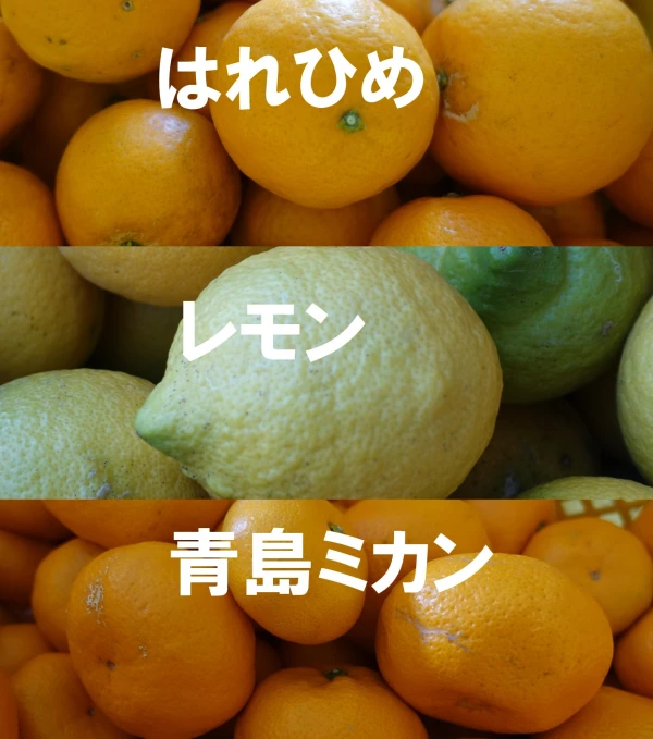 【柑橘大好き！】はれひめ＆レモン＆青島ミカン（家用）のセット