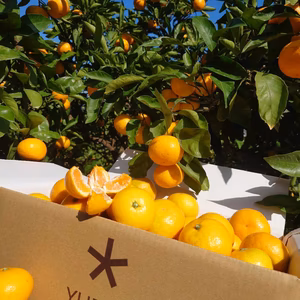 ゆら早生(小粒のみあります）普通サイズは完熟ゆら早生サイトへ