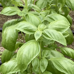 ＜深谷発＞ 香り高い朝摘み新鮮スイートバジル 大２袋（無農薬･砂栽培）