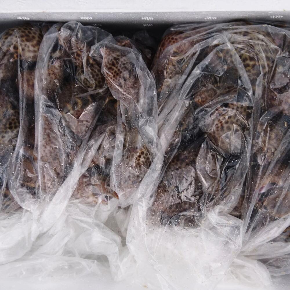 値下げ 本バイ貝 黒バイ 生きたまま発送 2キロ箱 漁に出られ次第の発送 農家漁師直送のポケットマルシェ