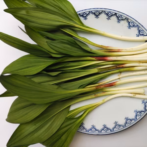 行者ニンニク　その優れた薬効を美味しく食べよう!