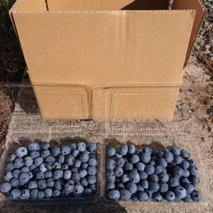 無農薬の完熟ブルーベリー