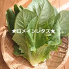 ロメインレタス&ちびきゅうりセット  