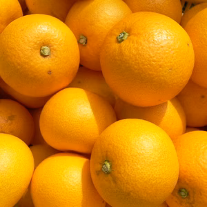 (和歌山県産)熟成木成りゆらはっさく《貯蔵熟成》Ｓサイズ(小玉)