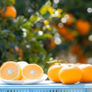 【訳ありお買い得】うずら甘夏食べ比べセット（甘夏・紅甘夏）