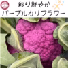 彩り鮮やか♪パープルカリフラワー　３，４個　花野菜　ブロッコリー　ロマネスコ