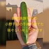 【収穫開始！10日間限定】Ｓサイズキュウリ