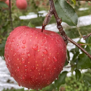 青森産　サンふじ　葉とらず　家庭用