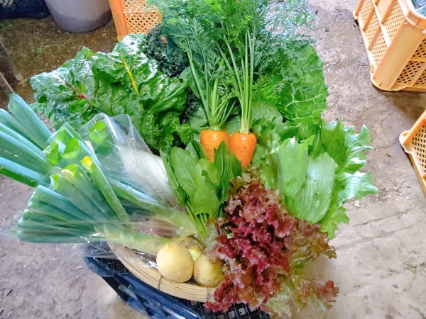 【本場種子島の安納芋入り】日常使用する野菜を中心とした季節の野菜セット