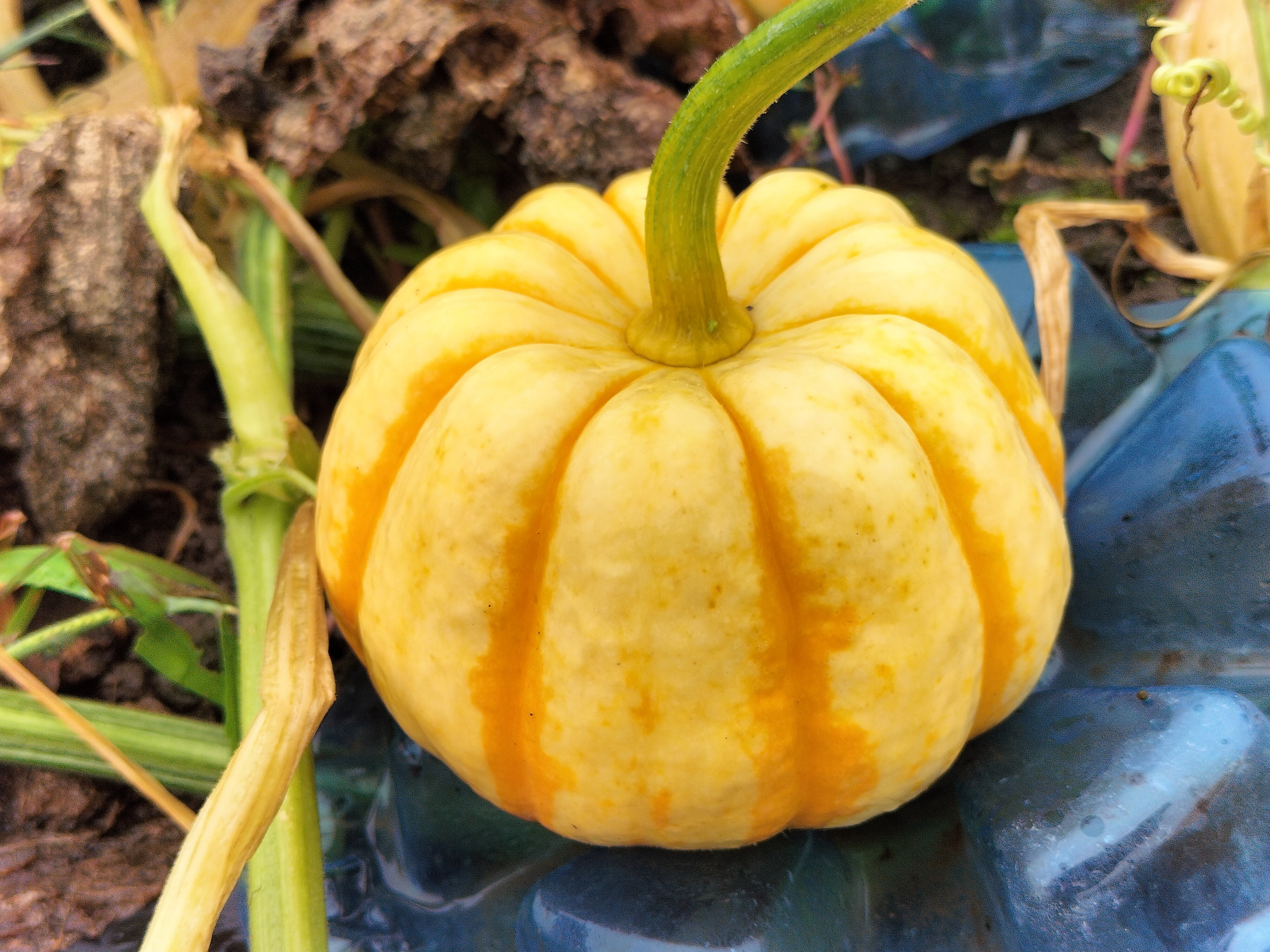 プッチーニ ねっとり甘い可愛いカボチャ、ハロウィン飾りに最適