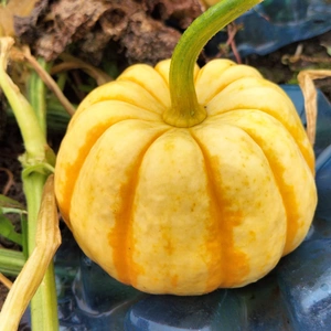 プッチーニ ねっとり甘い可愛いカボチャ、ハロウィン飾りに最適！出荷開始10/M～