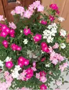 母の日　花　ウェルカムローズ　レンゲローズ3色植え　（予約販売の特別価格）