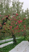 蜜入り食感抜群！リンゴ界の王道！天童のふじりんご