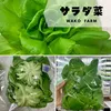 キャンペーン中「１株プレゼント」先着46名⭐️選べるレタスセット⭐️