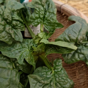 ちぢみほうれん草・春菊詰合せ