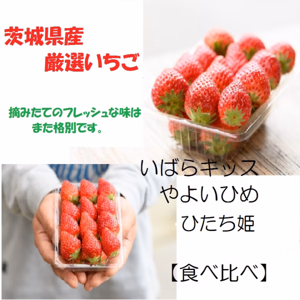 食べ比べいちご【いばらキッス・やよいひめ・ひたち姫】