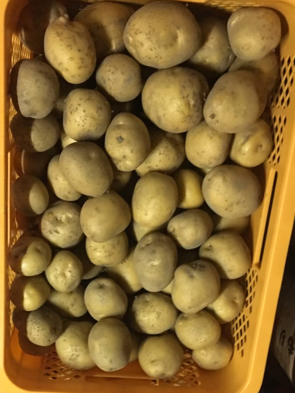 じゃがいも「とうや」 5kg