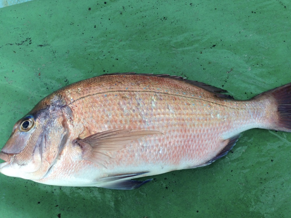 特大マダイ 丸のまま いわしの舞う島で育っためでたい魚 農家漁師から産地直送の通販 ポケットマルシェ