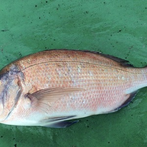 イワシの舞う島で育っためでたい魚 マダイ1.5キロ 丸のまま