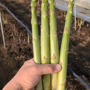 朝採りグリーンアスパラガス Lサイズ