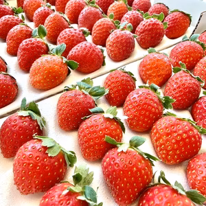 長野県産　夏秋イチゴ「すずあかね」1箱【300g×２トレー】