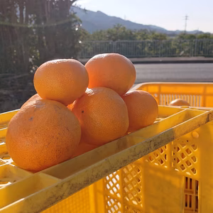 [運集（温州）ミカンです。]運が集まる願いを込めて