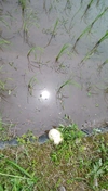 冷たく透き通った水で育った「郡上のコシヒカリ（2020年産白米）」