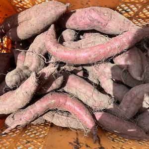 訳あり紅はるか^_^  土付きです。【4キロ】