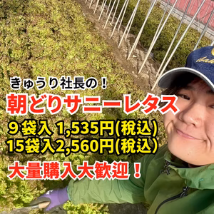 数量限定！朝どれ【サニーレタス】9袋 or 15袋 常温配送