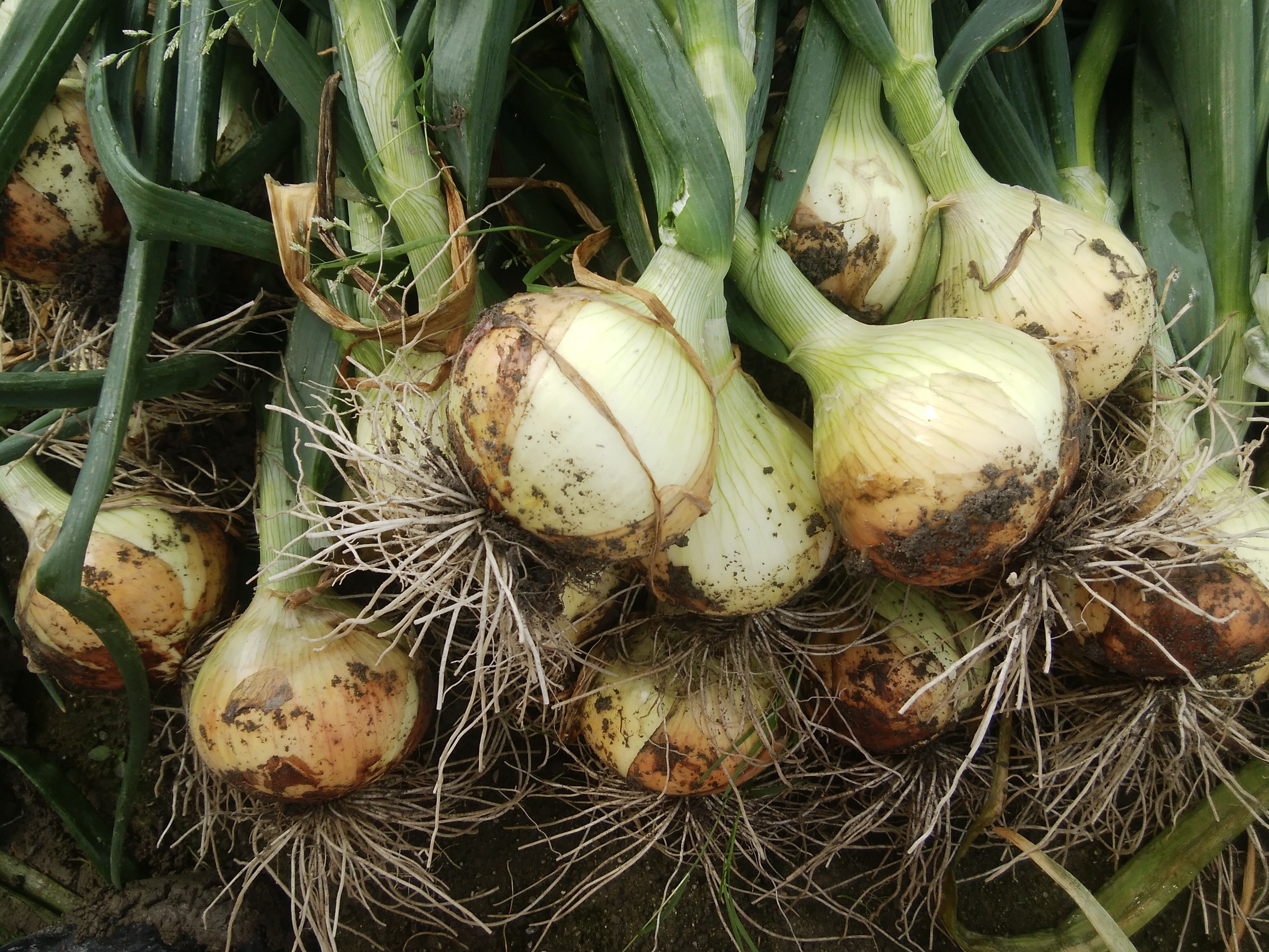 くらしを楽しむアイテム 野菜 産地直送 玉ねぎ 淡路島極熟玉葱訳あり20kgシャーロット