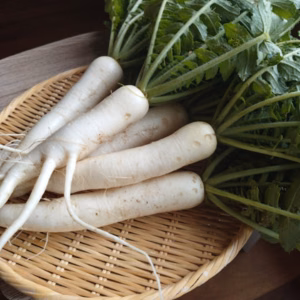奥出雲産自然栽培春大根(1.5kg)