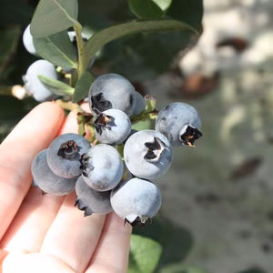 1kg完熟生果実ブルーベリー☆ぷちっとジューシー！静岡磐田産